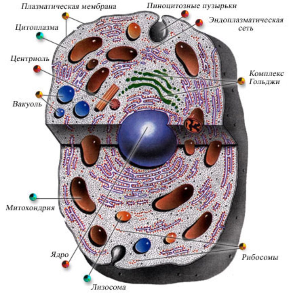 Схема строения эукариотической животной клетки