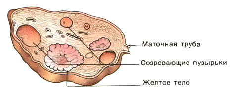 Схема строения яичника на разрезе