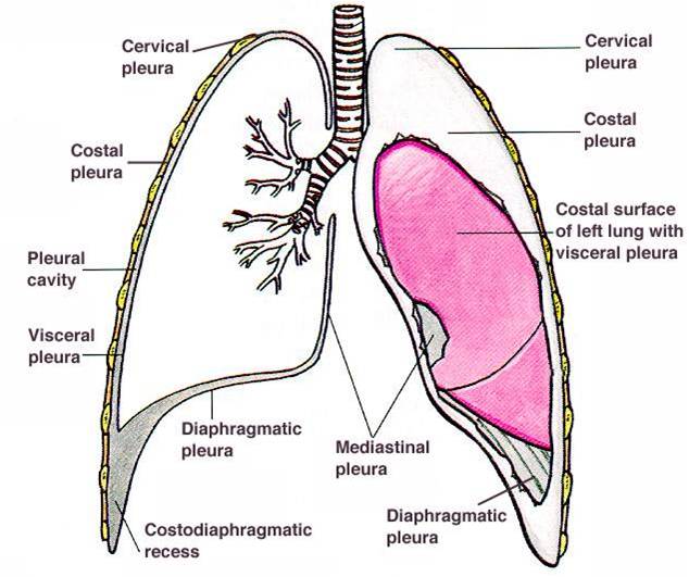Плевральная полость картинки